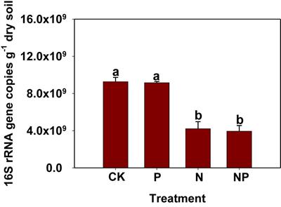 Effects of Nitrogen and Phosphorus Inputs on Soil Bacterial Abundance, Diversity, and Community Composition in Chinese Fir Plantations